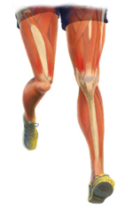 Muscle and Tendons of the back