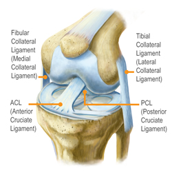 Kingbrand Illustration the Ligaments Inside the Knee