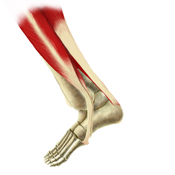 View of the Ligaments & Bones of the Ankle