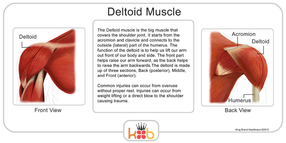 King Brand Information About the Deltoid Muscle and Possible Injuries Diagram Labelled