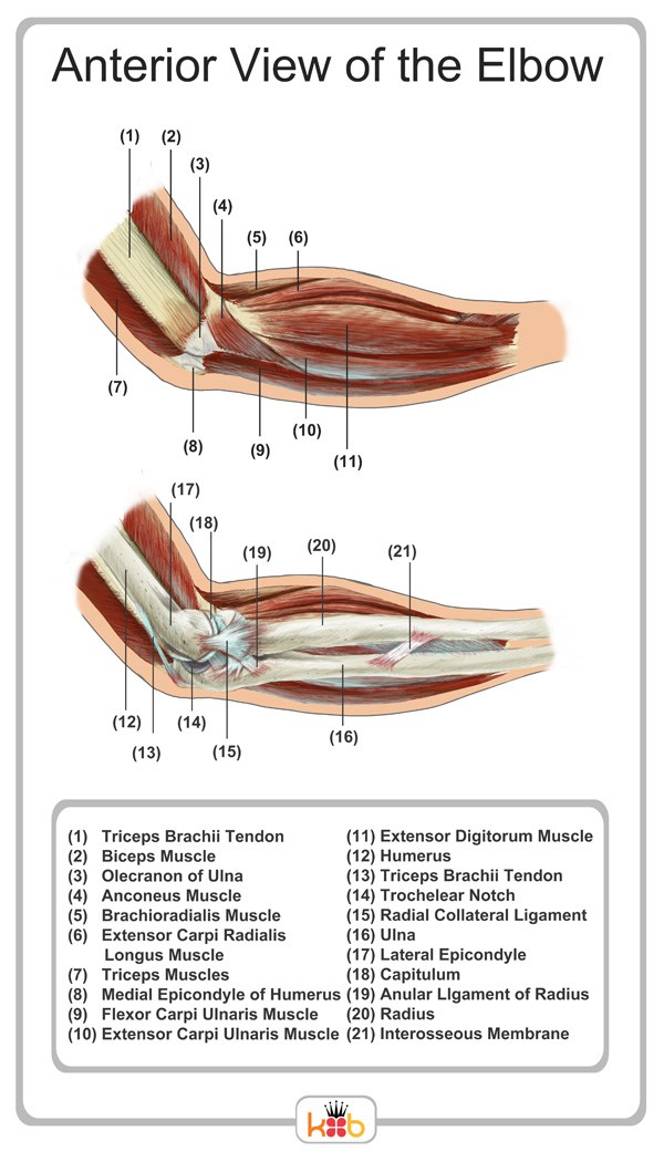 King Brand Anterior View of the Elbow Image Labelled Diagram
