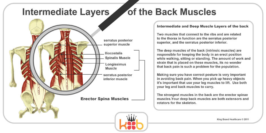 King Brand Intermediate Layers of the Back Muscles Explanation and Diagram