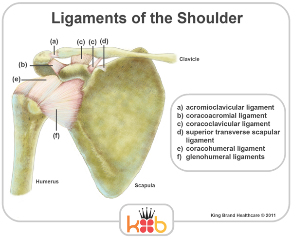 King Brand Ligaments of the Shoulder Labelled Diagram Bones Ligaments
