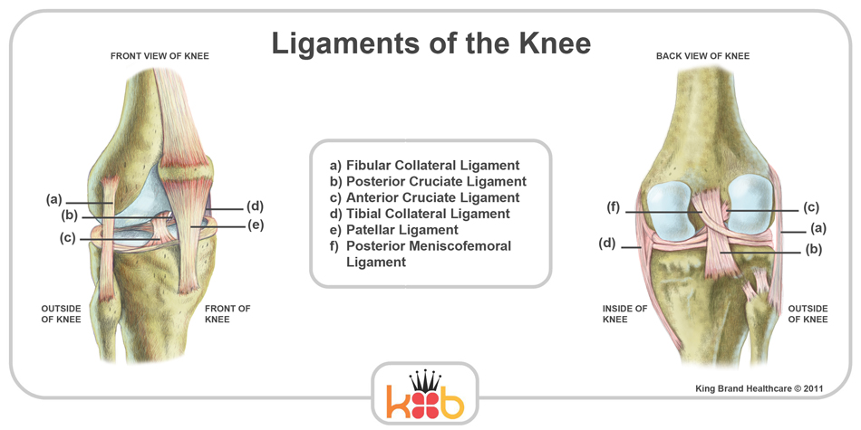King Brand Knee Image Diagram Ligaments Bones Knee Injury Solutions Ice Packs Wraps