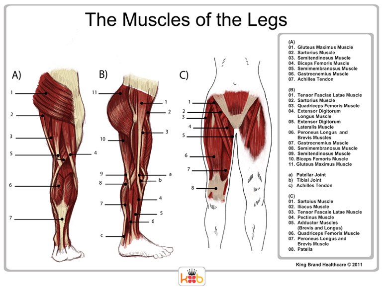 An Informational Diagram of the Muscles of the Legs
