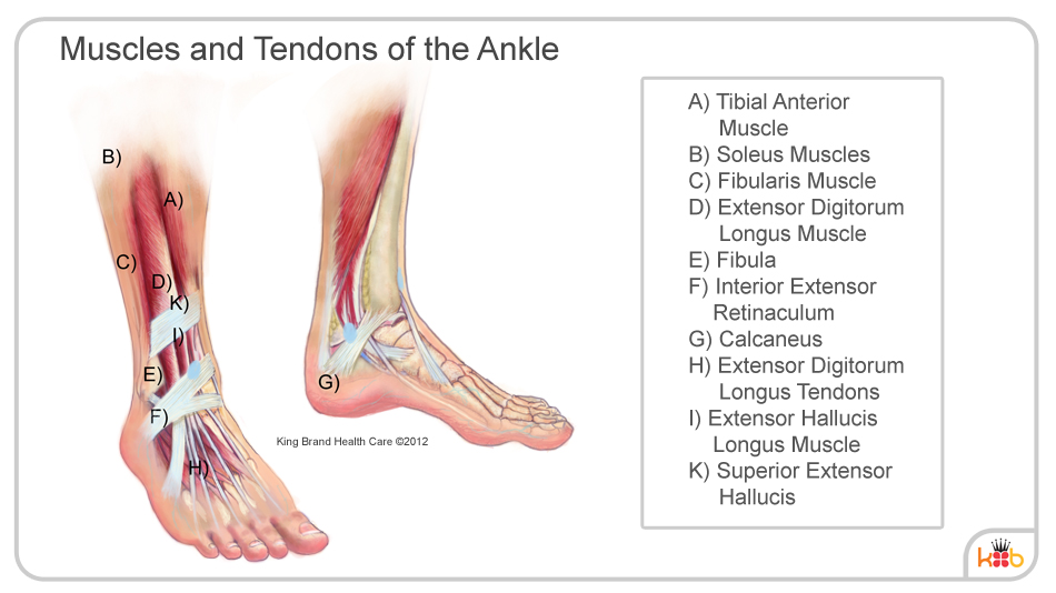 King Brand Ankle Muscles and Tendons Diagram Image Labelled Injury Solutions
