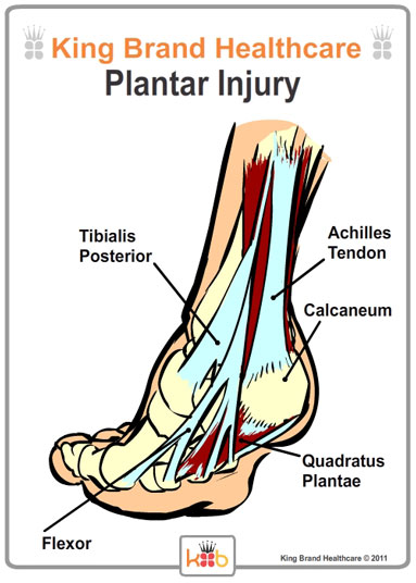 King Brand Back View of Foot with Plantar Injury Labelled Diagram Tendons