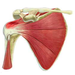 A Drawing of the Muscles and Bones of the Shoulder