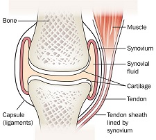 Synovial Joint