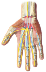An X-Ray view of the bones and tendons in a hand