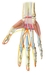 An illustration of just the bones and tendons in a hand