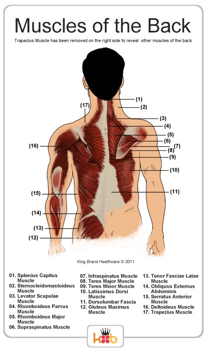 Labelled Diagram of the Muscles and Tendons of the Back