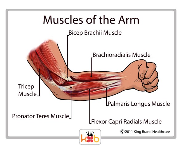 King Brand Muscles of the Arm Diagram Labelled