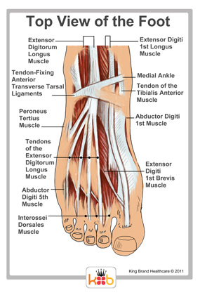 Muscles and Tendons on the Foot Top View Labelled Diagram