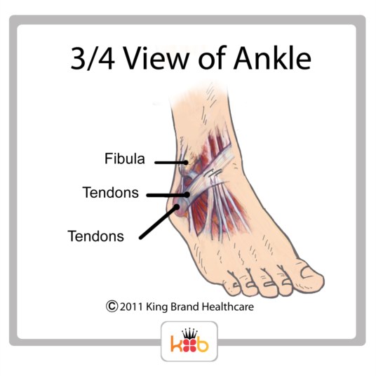 King Brand Ankle Injury Three Fourths View Tendons Bones Diagram Image Labelled