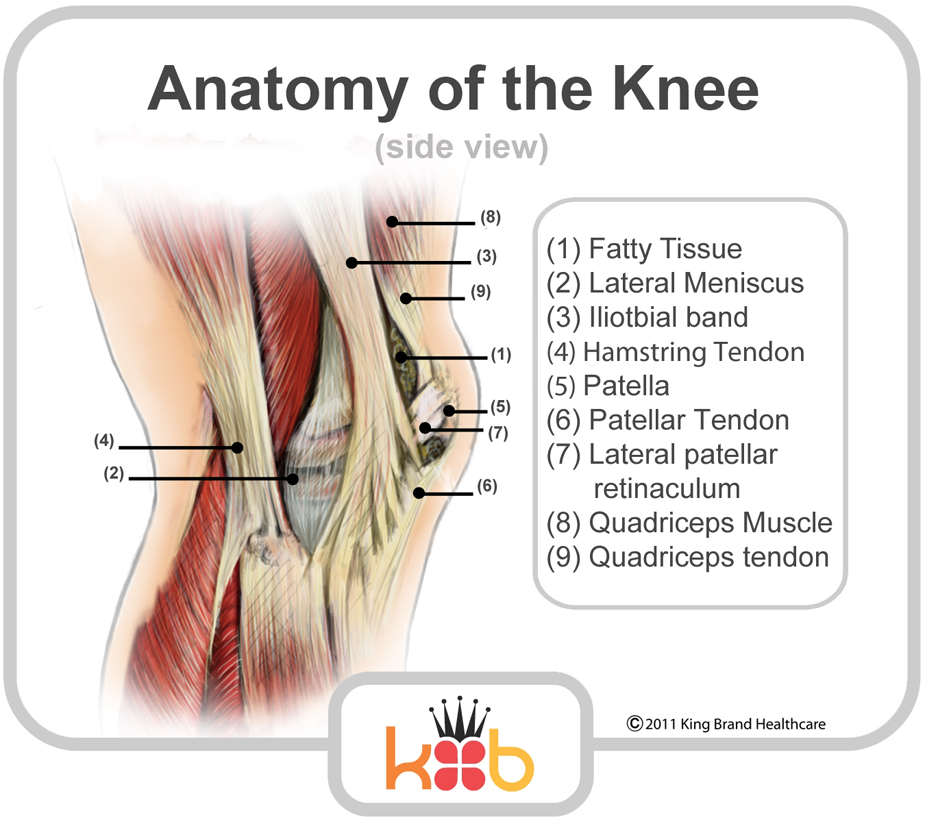 King Brand Anatomy of the Knee Diagram Image Knee Injury Solutions
